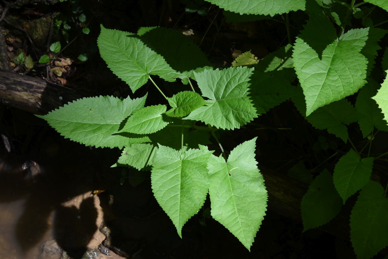 Image of Salvia glutinosa specimen.