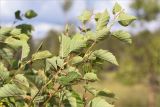 Alnus incana. Верхушка ветви (видны абаксиальные стороны листьев). Карелия, восточный берег оз. Топозеро, облесённый край песчаного пляжа у границы с низинным болотом. 28.07.2021.