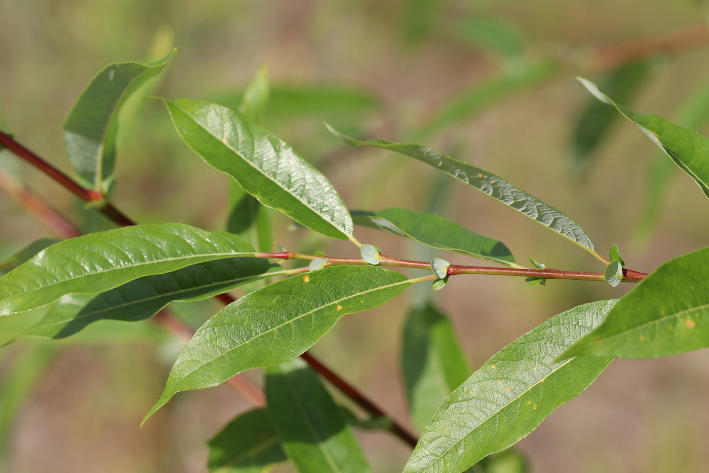 Изображение особи Salix rorida.