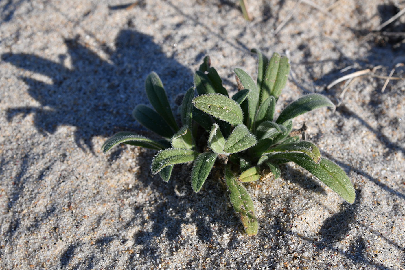 Изображение особи Craniospermum subvillosum.