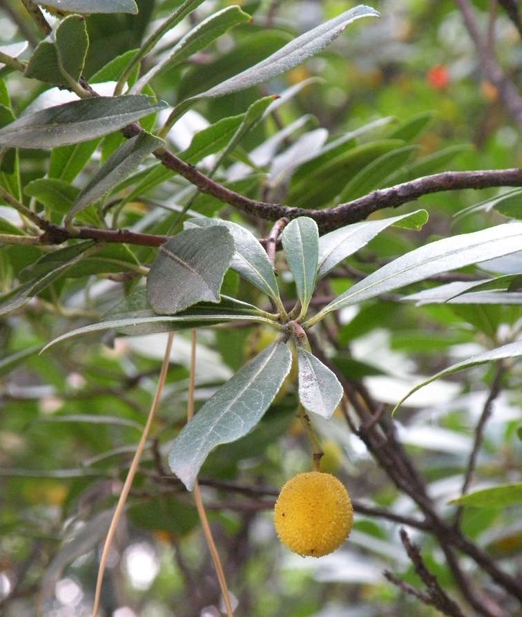 Изображение особи Arbutus unedo.