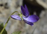 genus Viola