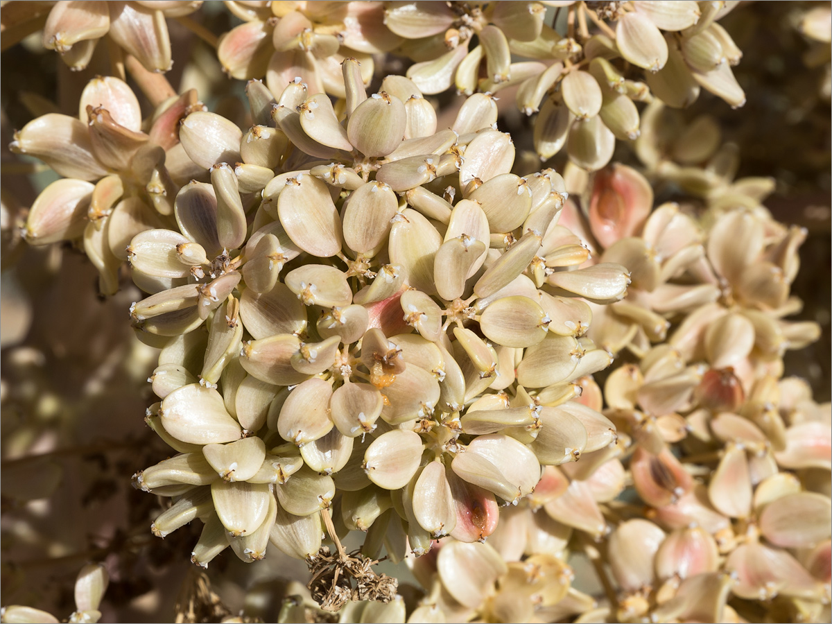 Изображение особи Ferula foetida.