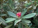 Rhododendron smirnowii. Верхушка побега с распускающимся соцветием. Владивосток, Ботанический сад-институт ДВО РАН. 7 июня 2010 г.