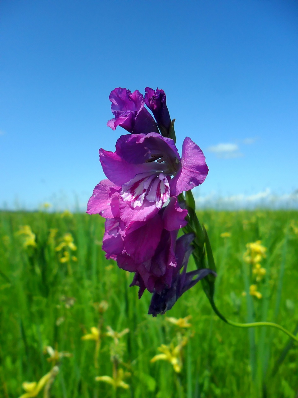 Изображение особи Gladiolus imbricatus.