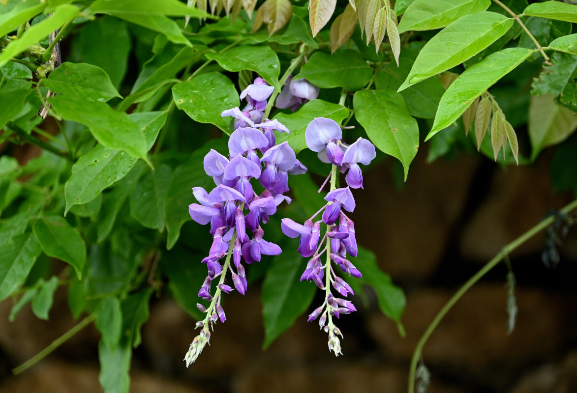 Image of Wisteria sinensis specimen.