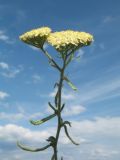 Achillea micrantha