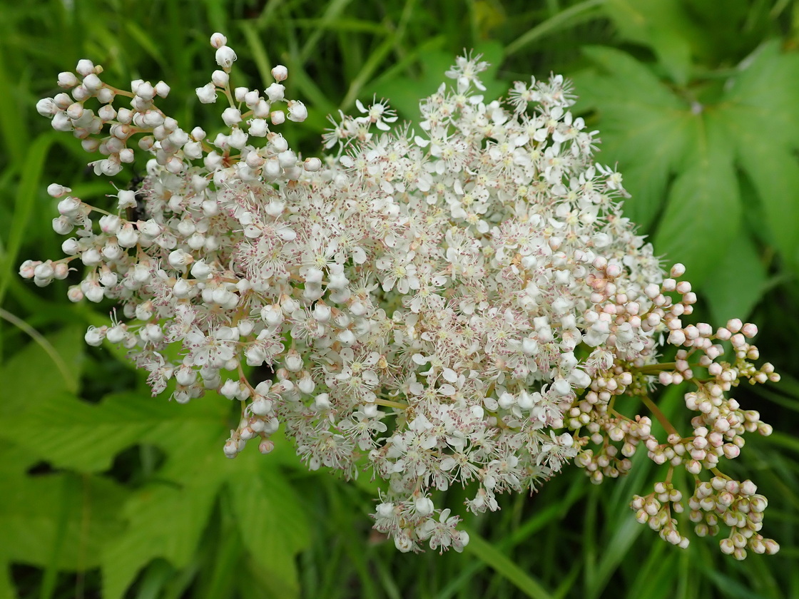 Image of Filipendula palmata specimen.