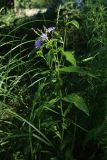 Lactuca sibirica. Цветущее растение. Ленинградская обл., Ломоносовский р-н, окр. дер. Шепелёво, Батарейная бухта, песчаный береговой вал, заросшая травами долина пересохшего ручейка. 16.07.2023.