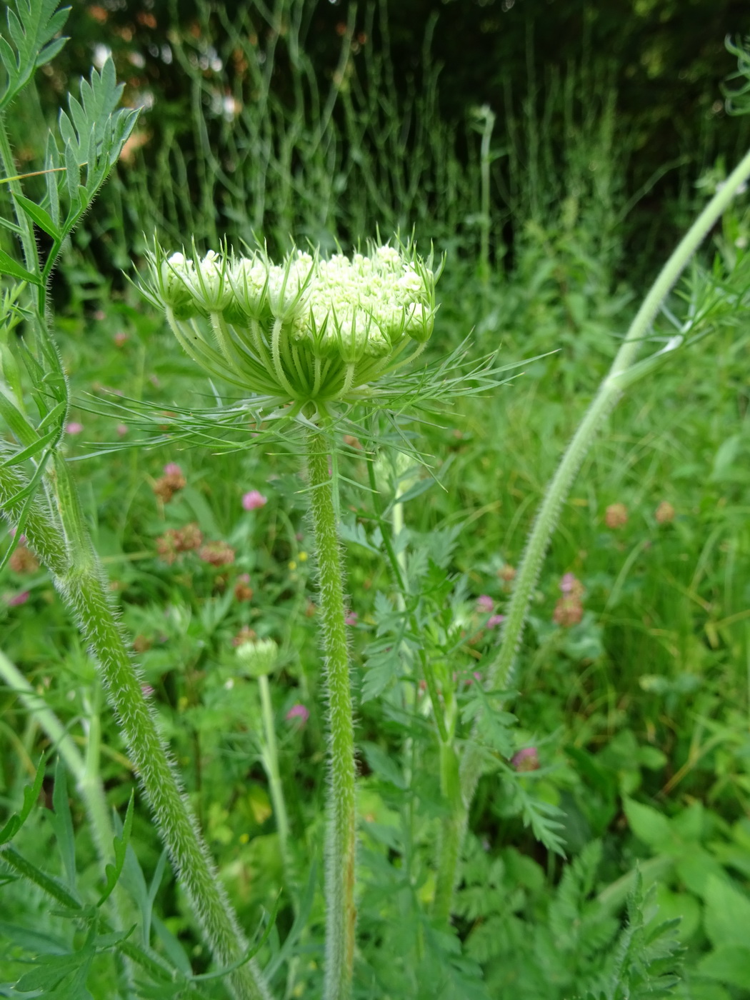 Image of Daucus carota specimen.