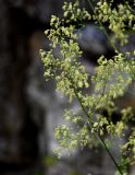 Thalictrum minus