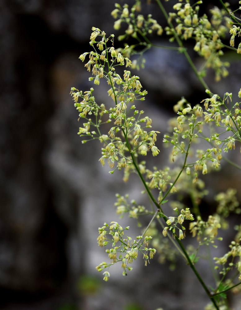 Image of Thalictrum minus specimen.