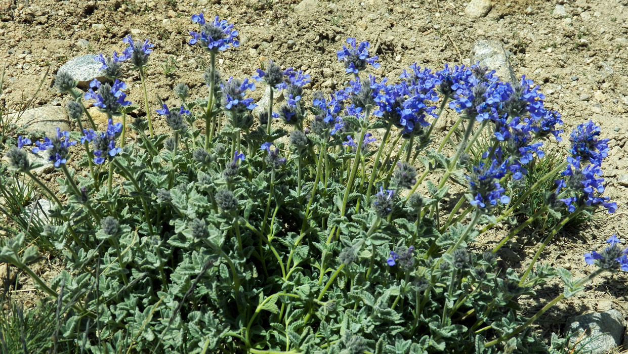 Image of Nepeta pamirensis specimen.