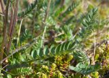 Polemonium boreale