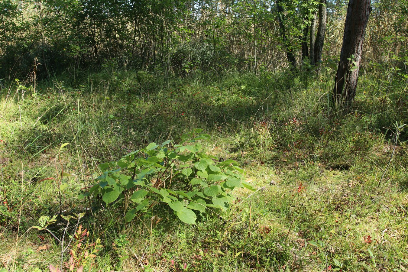 Image of Tilia cordata specimen.