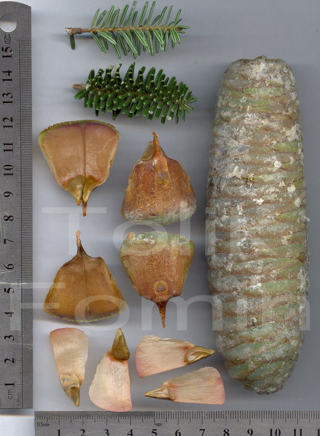 Image of Abies numidica specimen.