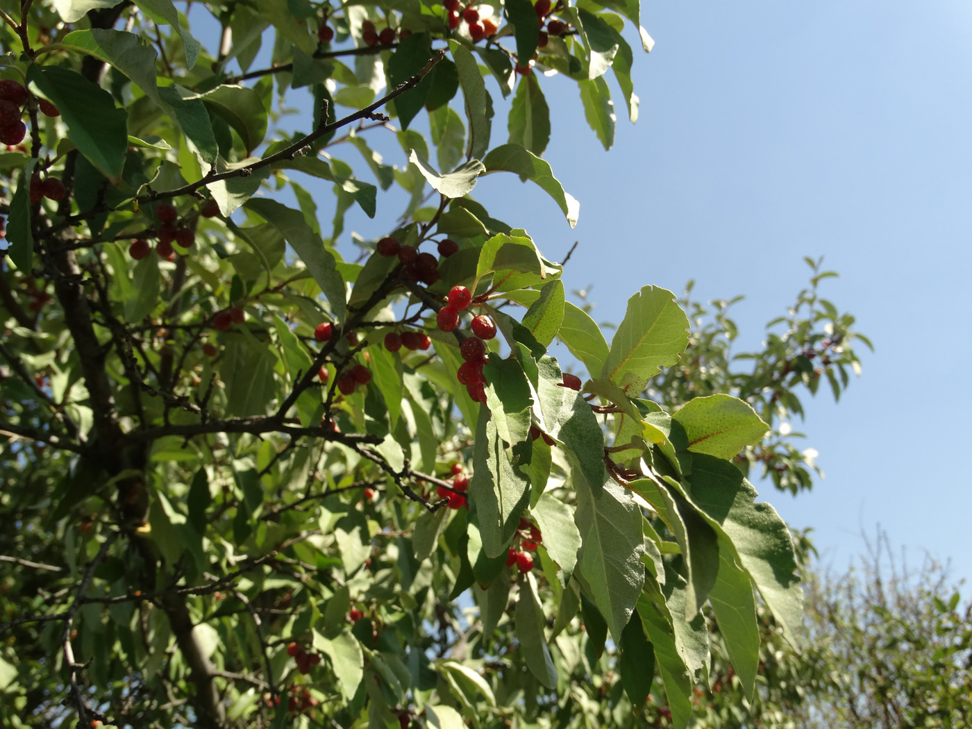 Image of Elaeagnus umbellata specimen.