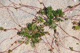 Potentilla anserina