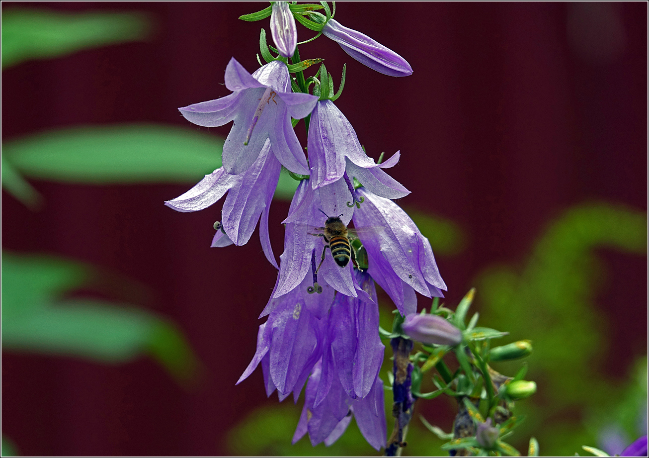 Image of Campanula rapunculoides specimen.