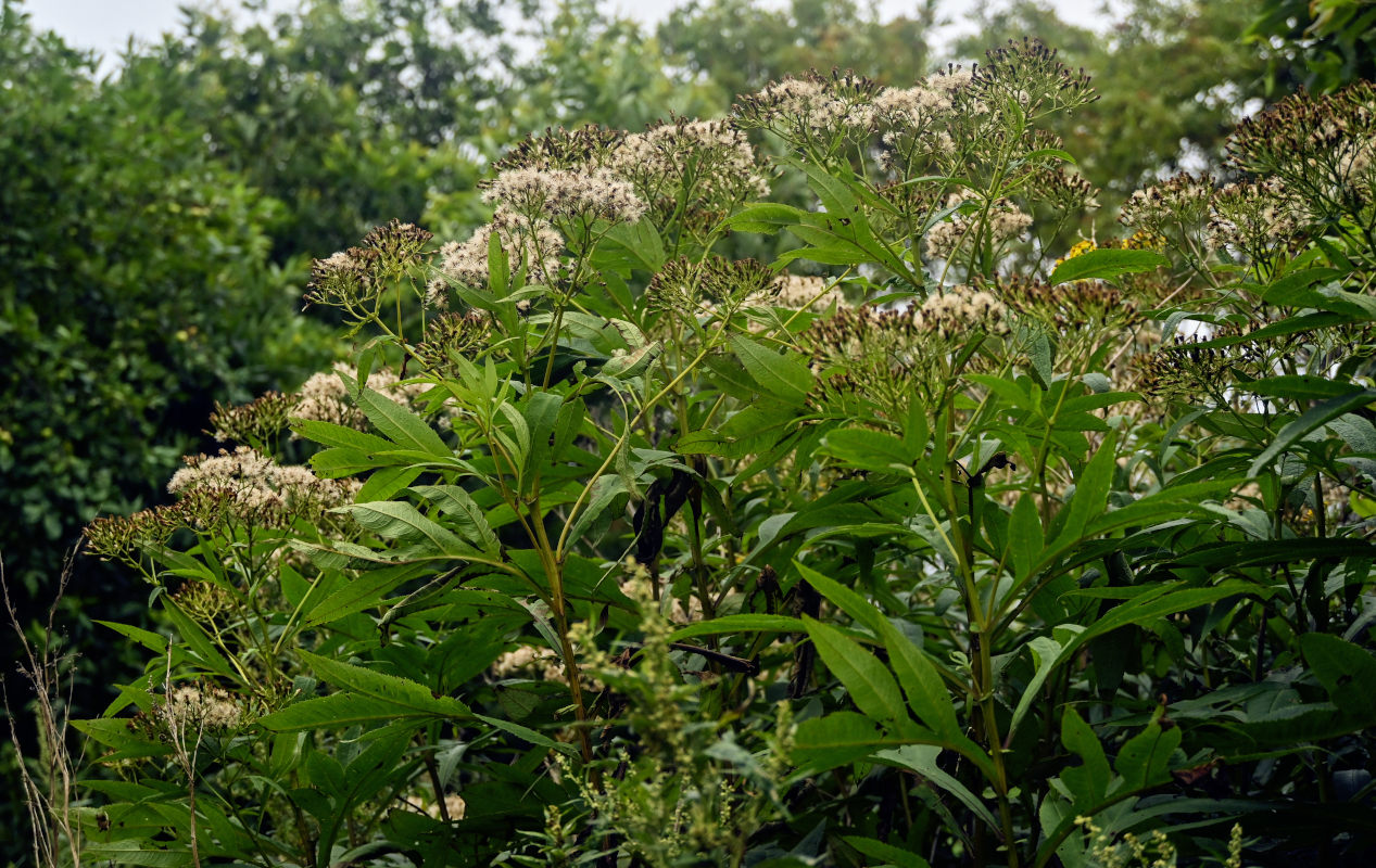 Изображение особи Senecio cannabifolius.