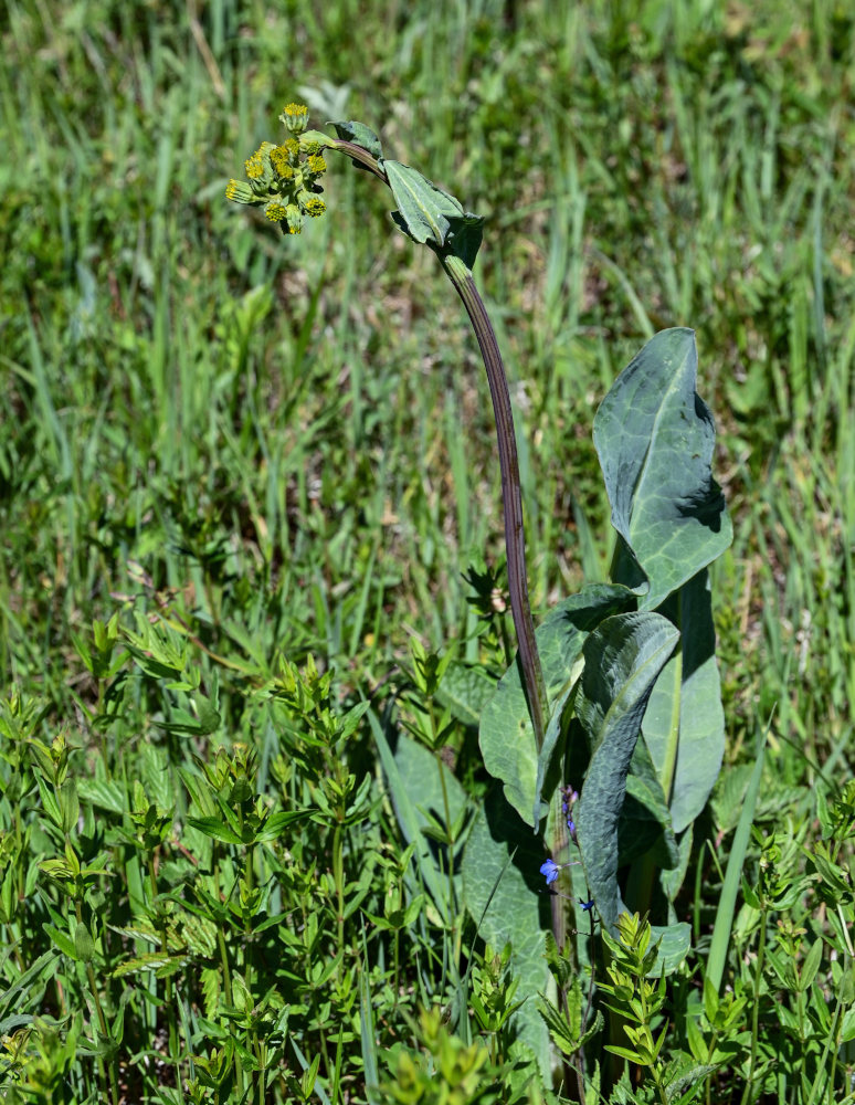 Image of Ligularia glauca specimen.