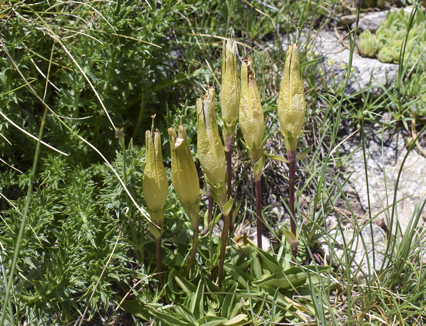 Image of Gentiana alpina specimen.