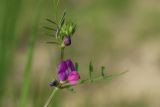 Vicia angustifolia