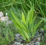 × Pardancanda norrisii