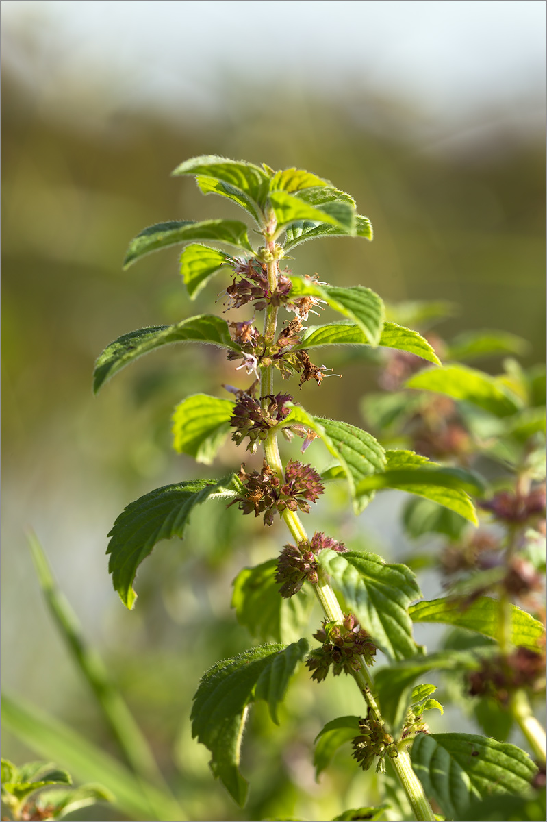 Image of Mentha arvensis specimen.