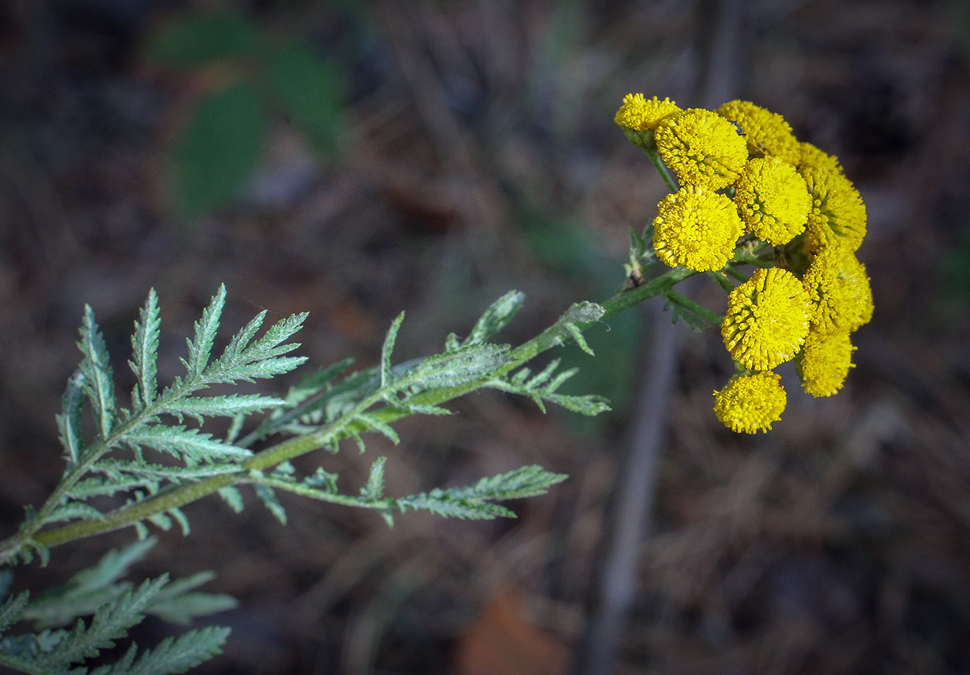 Изображение особи Tanacetum vulgare.