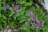 Salvia verticillata