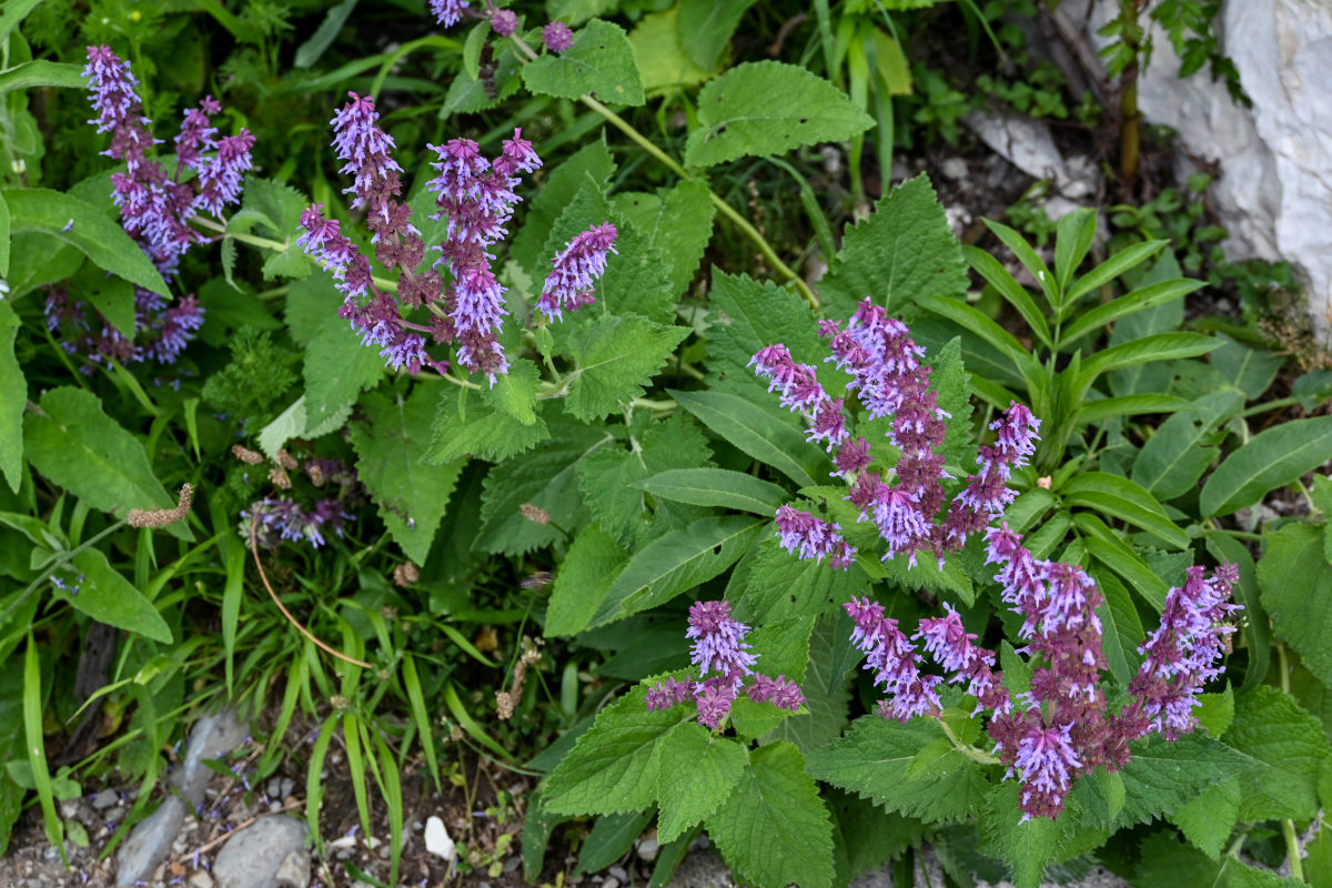 Изображение особи Salvia verticillata.