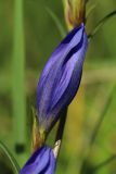 Gentiana pneumonanthe. Распускающийся цветок. Новгородская обл., Новгородский р-н, дер. Юрьево напротив музея «Витославлицы», луг (бывший сенокос?) среди леса. 24.07.2023.