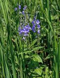 Veronica teucrium. Верхушка цветущего растения. Оренбургская обл., Кувандыкский гор. округ, заповедник \"Шайтан-Тау\", долина р. Сакмара, луг. 05.07.2023.