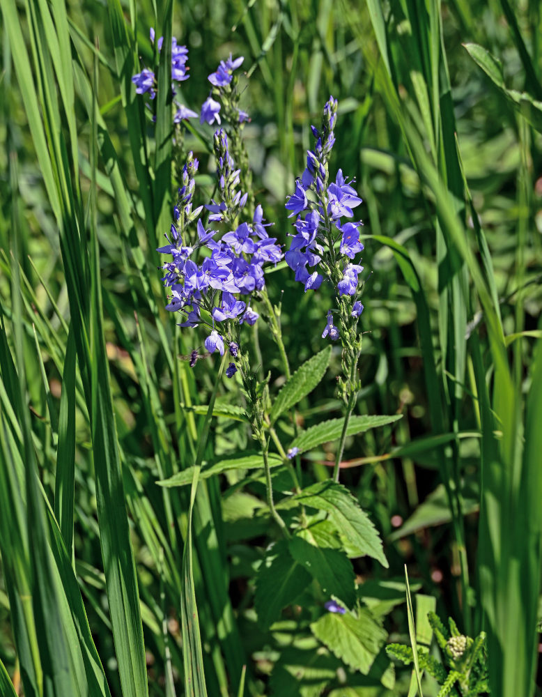 Изображение особи Veronica teucrium.