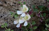 Capparis herbacea