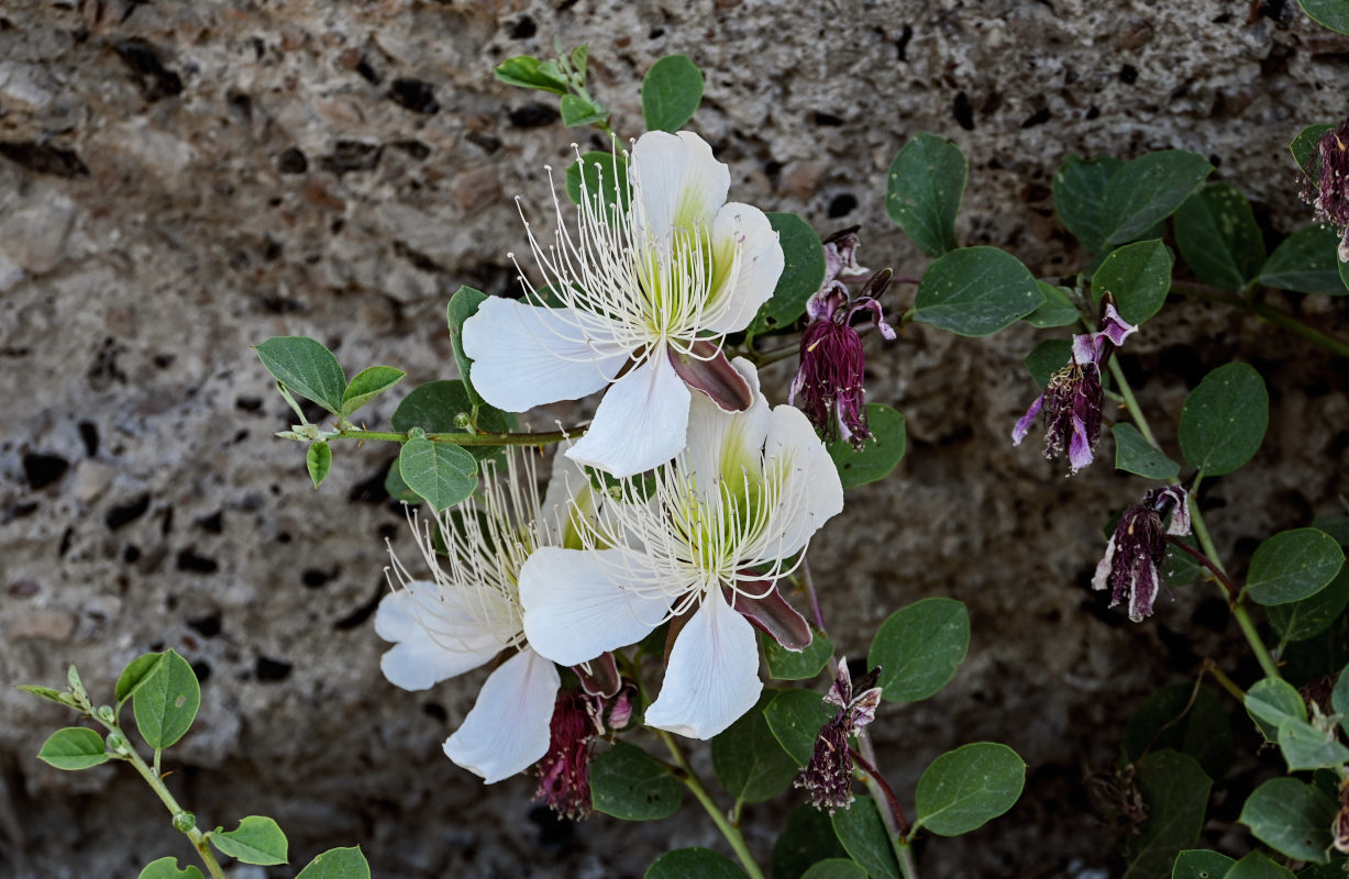 Изображение особи Capparis herbacea.