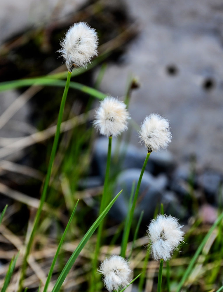 Image of Eriophorum brachyantherum specimen.