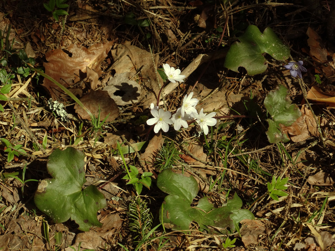 Изображение особи Hepatica nobilis.