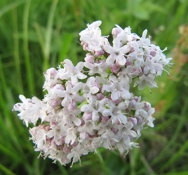 Изображение особи Valeriana officinalis.