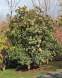 Pieris japonica