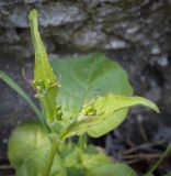 Rhagadiolus edulis. Верхушка растения с бутонами. Кавказ, Сочинский р-н, Лазаревское, обочина дороги. 10.04.2024.