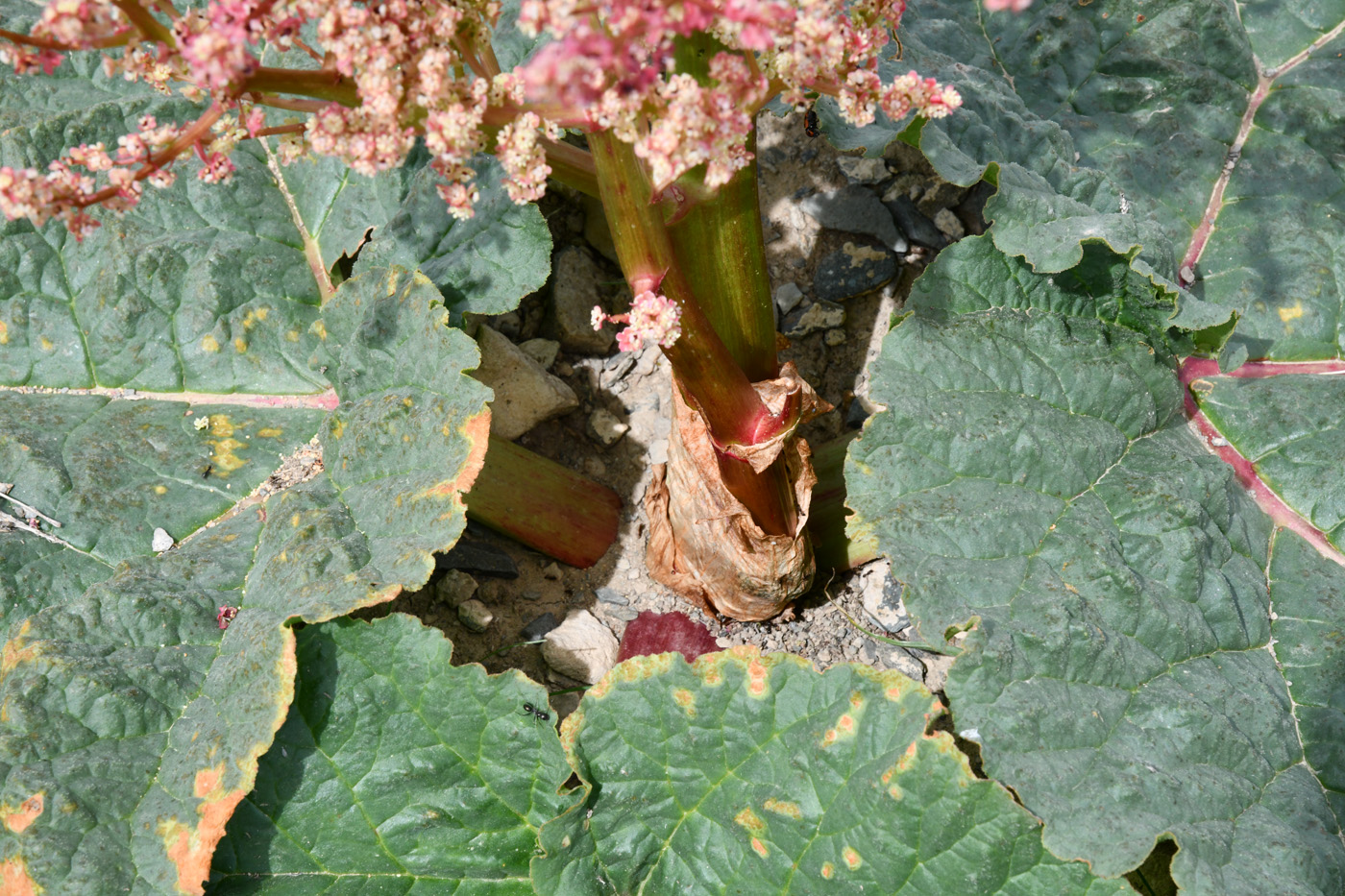 Изображение особи Rheum tataricum.