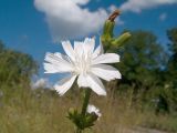 Cichorium intybus