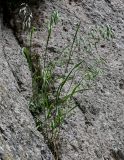 Bromus arvensis