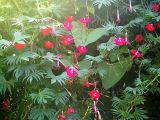 Ipomoea × multifida