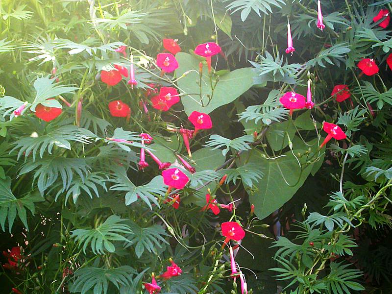 Image of Ipomoea &times; multifida specimen.