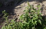 Urtica dioica