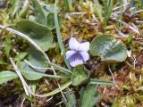 Viola palustris. Цветущее растение. Испания, Каталония, пров. Жирона, комарка Рипольес, муниципалитет Сеткасес, курорт \"Вальтер 2000\", ≈2200 м н.у.м., сырой луг на склоне южной экспозиции, на моховой подушке. 02.06.2024.