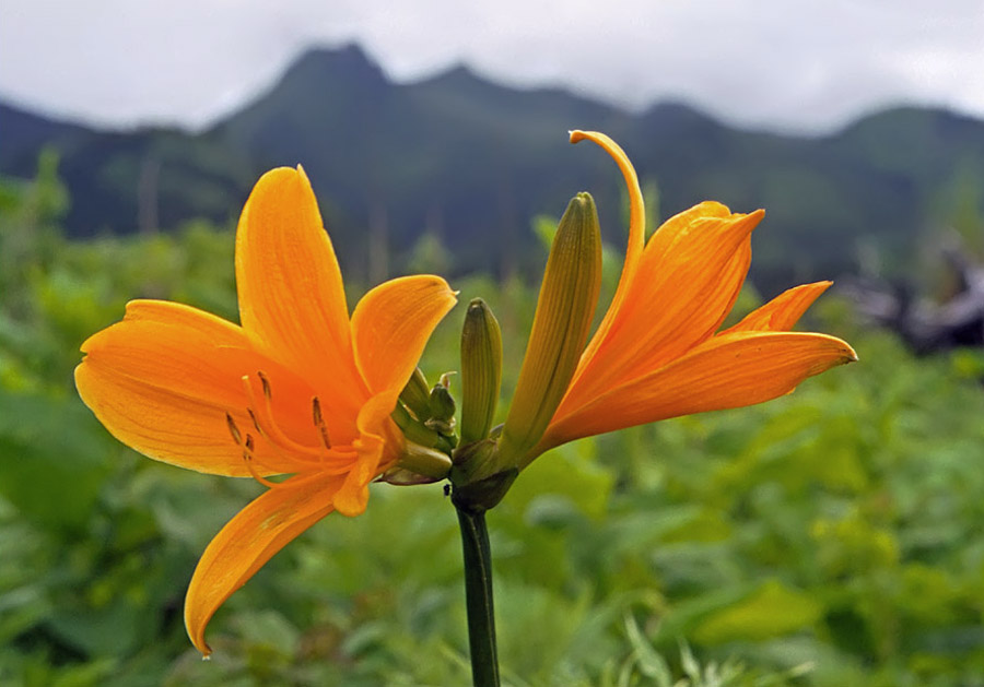 Image of Hemerocallis esculenta specimen.